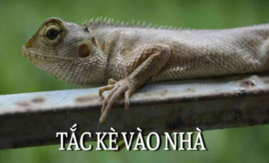 Tại sao mọi người quan tâm đến tắc kè kêu 11 tiếng? tac-ke-keu-11-tieng