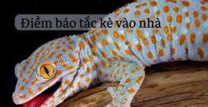 Tìm hiểu tắc Kè kêu 6 tiếng có phải là may mắn không? tac-ke-keu-6-tieng