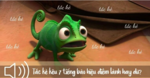 Ý nghĩa của tắc kè kêu 7 tiếng là gì? tac-ke-keu-7-tieng