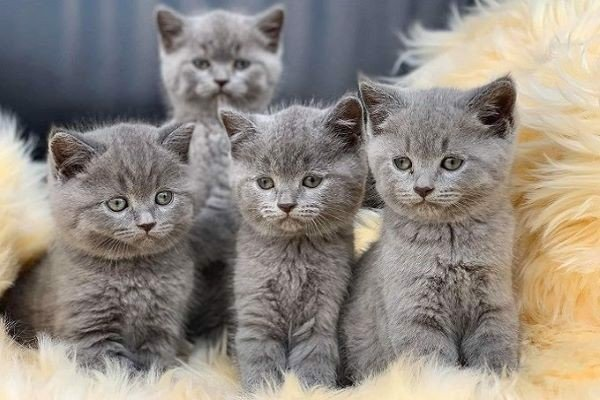 Nằm Mơ Thấy Mèo Vào Nhà: Tín Hiệu Gì? nam-mo-thay-meo-vao-nha