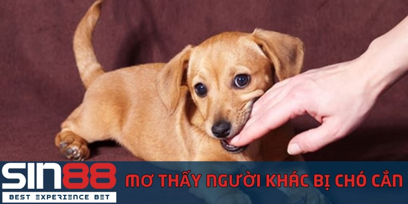 Nằm Mơ Thấy Chó Cắn Có Phải Là Điềm Xấu Và Đánh Số Mấy mo-thay-nguoi-khac-bi-cho-can