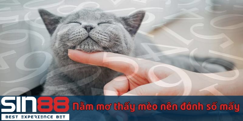 Giải Mã Việc Nằm Mơ Thấy Mèo Và Tổng Hợp Con Số Đề May Mắn nam-mo-thay-meo-nen-danh-so-may