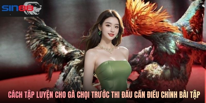 Cách tập luyện cho gà chọi trước thi đấu cần điều chỉnh bài tập